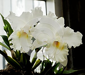 White Orchid Flowers in Bloom