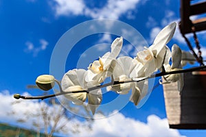 White Orchid flowers with blue sky background