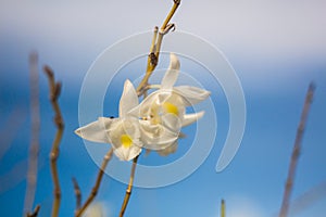 White orchid flowers in the blue sky in Phuket Thailand