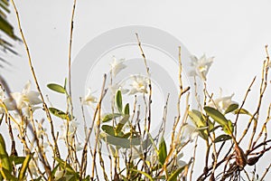 White orchid flowers in the blue sky in Phuket Thailand