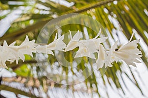 White orchid flowers in the blue sky in Phuket Thailand