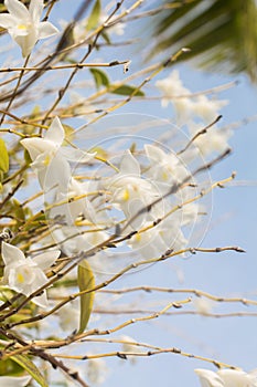 White orchid flowers in the blue sky in Phuket Thailand