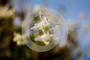 White orchid flowers in the blue sky in Phuket Thailand