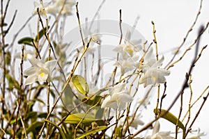 White orchid flowers in the blue sky in Phuket Thailand