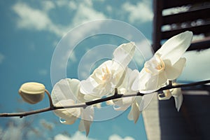 White Orchid flowers with blue sky vintage style