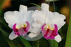 White orchid flowers - Cattleya