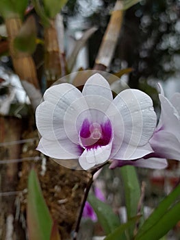 The white orchid flowers in the city hall garden are very beautiful and attractive which are liked by many visitors.