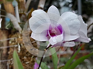 The white orchid flowers in the city hall garden are very beautiful and attractive which are liked by many visitors.