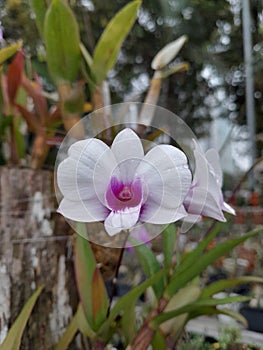 The white orchid flowers in the city hall garden are very beautiful and attractive which are liked by many visitors.