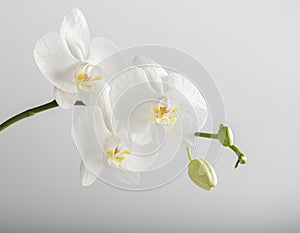 White orchid flowers and green buds