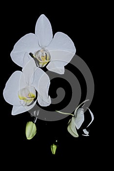 White orchid flowers isolated on black background