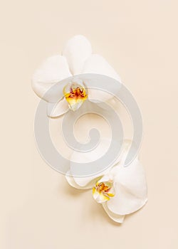 White orchid flowers on light beige top view. Tropical flat lay