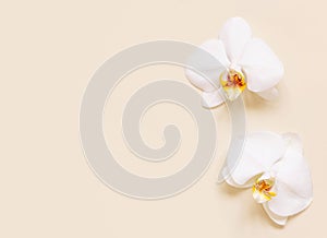 White orchid flowers on light beige top view. Tropical flat lay