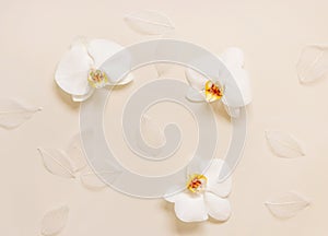 White orchid flowers on light beige top view. Tropical flat lay