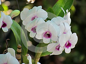 White orchid flowers on nature background. Phalaenopsis Orchid flower is Beautiful tropical flowers.