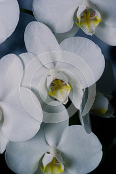 white orchid flowers (Phalaenopsis amabilis)