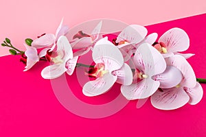 White orchid flowers on a pink paper background. Floral frame border. Template with copy space. Romantic pattern with place for