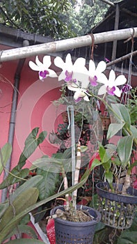   White orchid flowers. Pot flower .