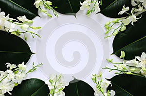 White orchid flowers put with rubber tree leaves on white background