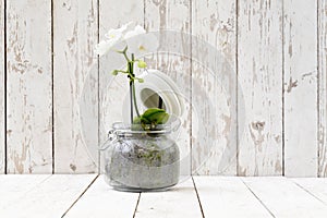 White orchid in glass pot, on white wooden planks