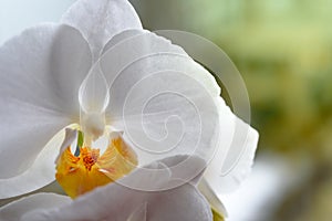 White orchid on glass in rainy day