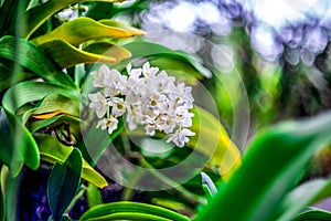 White orchid with green blur background