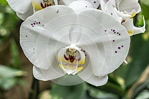 White orchid on green leaves background