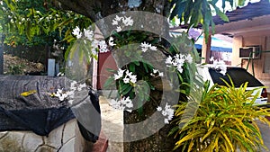 White orchid grows in a mango tree