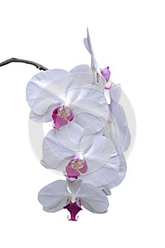 White orchid isolated