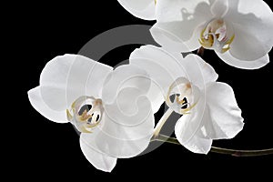 White Orchid Isolated on black background