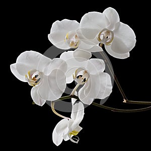 White Orchid Isolated on black background