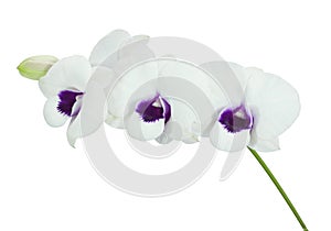 White orchid isolated on white