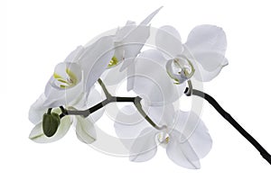 White Orchid Isolated on white background