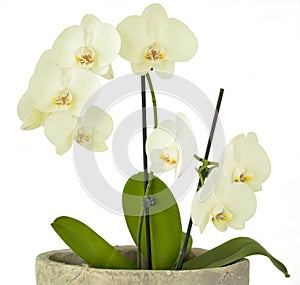 White orchid isolated on a white background