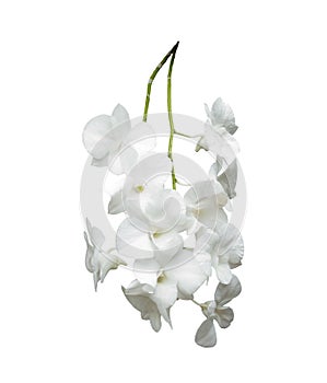 White orchid isolated white background