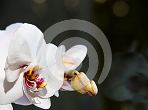 White orchid and its heart