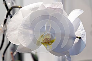 White orchid with large petals creates home comfort and romantics