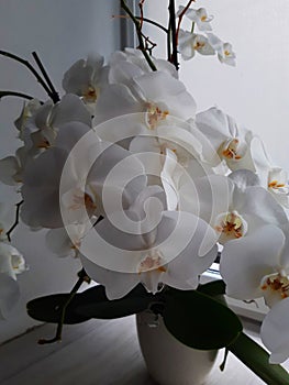 white orchid photo