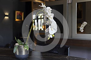 White orchid in a living romm