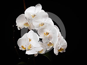 White orchid lowkey