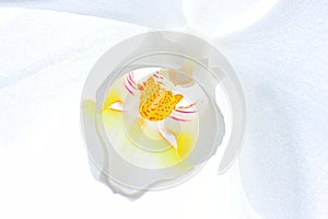 White orchid macro