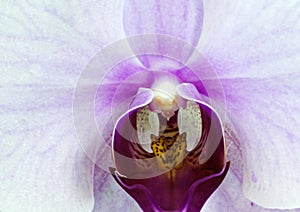 White orchid macro