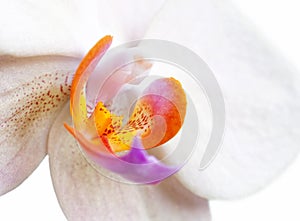 White orchid. Macro