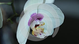 White orchid macro on a black background with a slider