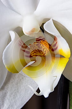 White Orchid macro. Orchidaceae