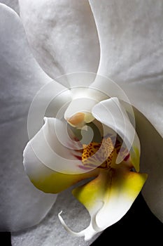 White Orchid macro. Orchidaceae