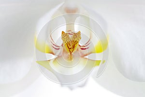 White orchid, macro photo close up