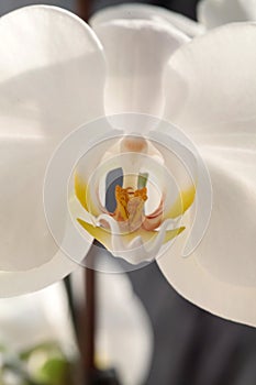 White orchid, macro photo closeup