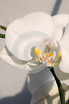White orchid, macro photo closeup