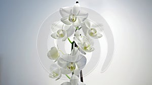 White Orchid Macro Picture